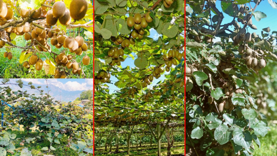 डडेल्धुराको किवी मंसिर पहिलो साताबाट धमाधम बजारमा आउने