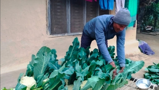 कञ्चनपुरका एक वडाध्यक्ष, जसले वर्षमा बेच्छन् ५ लाखको तरकारी