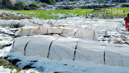 हिमपातले सुन्तलाका बिरुवा नष्ट