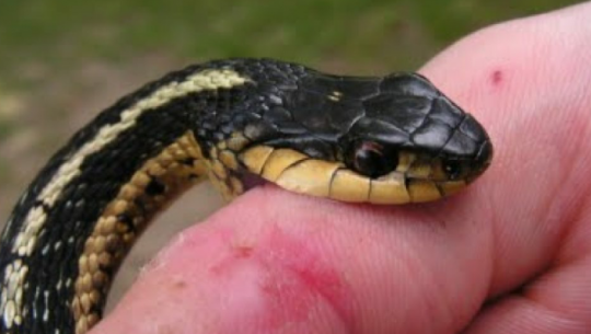 Woman dies after being bitten by a snake in Kanchanpur