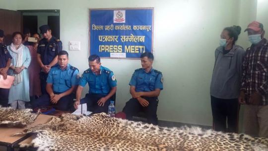 Two people arrested with leopard skin in Kanchanpur