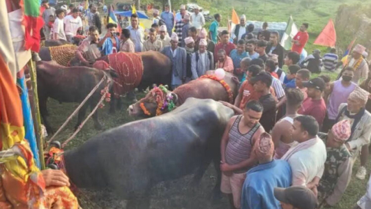 बैतडीको निङ्गलाशैनी भगवती मन्दिरमा ४ सय बढी पशुको बलि