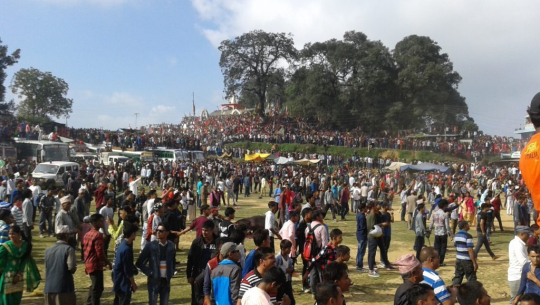 बैतडीको निङ्गलाशैनीमा ६ सय राँगा र बोकाको बलि