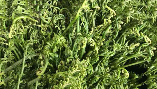 अछाममा जंगली तरकारी खाँदा दुई जनाको मृत्यु, एक जना गम्भीर