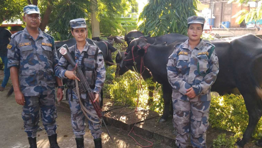 Goods evading customs were seized in Dhangadhi