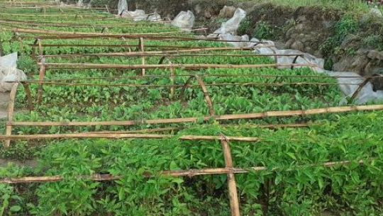 फाइल फोटो 