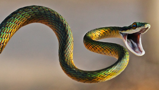 कञ्चनपुरमा सर्पको टोकाइबाट एक महिला घाइते