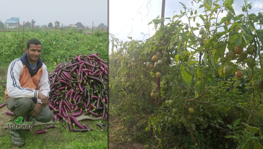 डिग्री छाडेर तरकारी खेतीमा रमाएका धनगढीका ओझा, मासिक लाखौं आम्दानी
