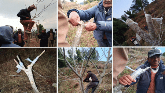 Date nut cultivation gains momentum in Jorayal, Doti