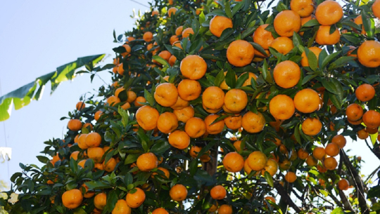 मेलुङमा दुई करोडकाे सुन्तला उत्पादन