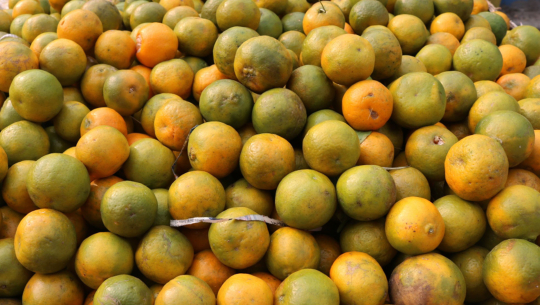 कैलालीको पहाडी क्षेत्रमा सुन्तला उत्पादनमा ह्रास