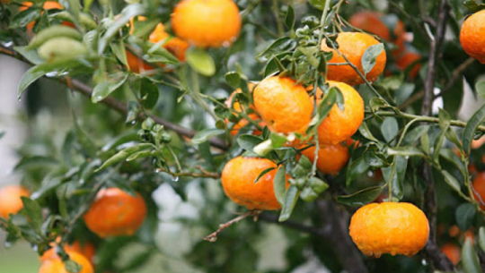 प्रविधिमैत्री सुन्तला बगैँचा व्यवस्थापन अभियानले कृषकमा आशा