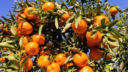 Plight of Bajura Farmers Deepens as Unsold Oranges Pile Up