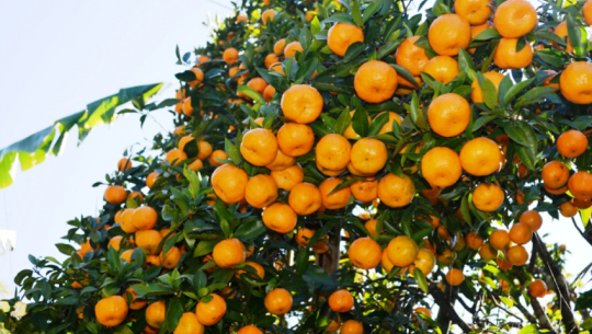 मानवमूत्रको प्रयोगले फलफूलको उत्पादन बढ्यो