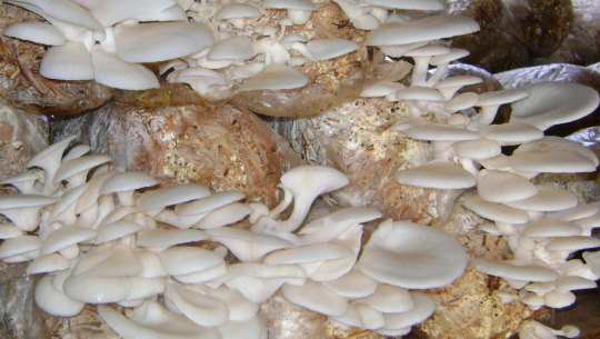 विदेश जाने तयारी छोडेर च्याउ खेतीमा