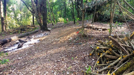 Forest committee secretary arrested in Achham for felling trees using fake documents