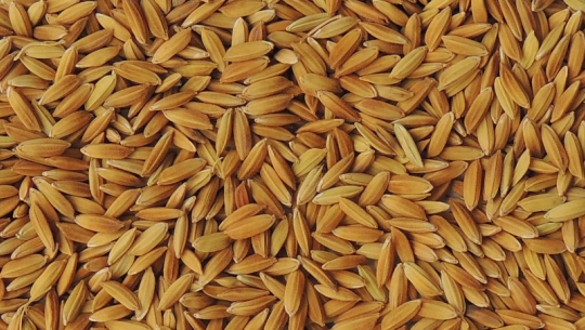 हाईव्रेड भनेर गुणस्तरहीन भारतीय धानको विउको विक्री हुँदै (अडियो रिर्पोट सहित)