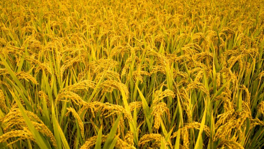 सिँचाइ अभावले चैते धानखेती घट्दै