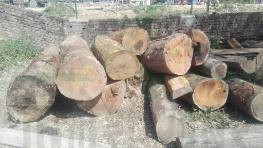 कैलालीमा १ सय ५५ क्युफिट अवैध काठ सहित एकजना पक्राउ
