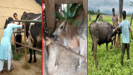 कैलालीमा ९० हजार पशुलाई लगाइयो खोरेत विरुद्धको खोप