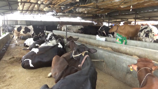 विदेश गए साहु धनी, गाउँघरमै दुःख गरे आफैं धनी :  कृषक अनिता केसीको कथा (भिडियो सहित)