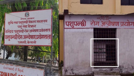 सुदूरपश्चिममा १८५ पशूचौपायाको नमुना परीक्षण गर्दा १७९ मा रेबिज पुष्टि