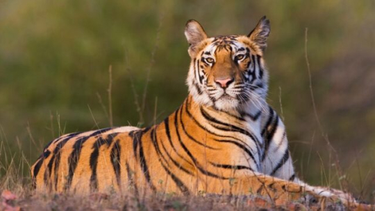 शुक्लाफाँटा निकुञ्ज बाहिर पाटेबाघ देखिएपछि स्थानीयमा त्रास