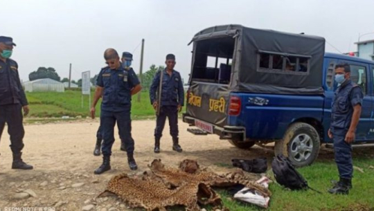 पाटेबाघको छालासहित अछामका दुई जना पक्राउ