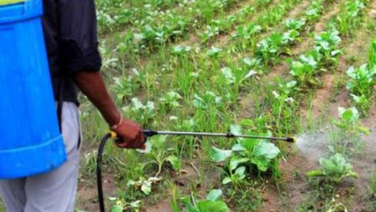 विषादी प्रयोगबारे सचेत बन्दै कैलालीका किसान 