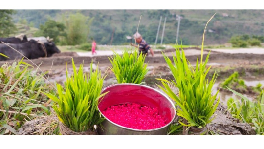 बाजुरामा रोपाई सुरु