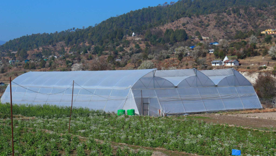 डडेल्धुरामा तरकारीको ‘हाइब्रिड’ बीउ उत्पादन सुरु