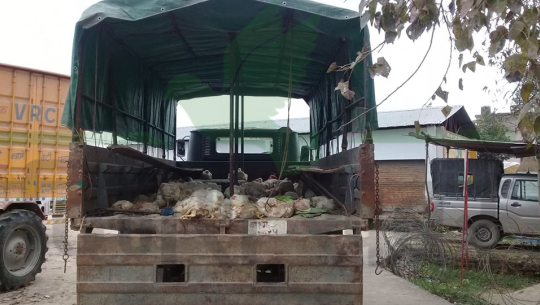 धनगढीमा सशस्त्र प्रहरीद्धारा २ लाखका अवैध कुखुरा बरामद