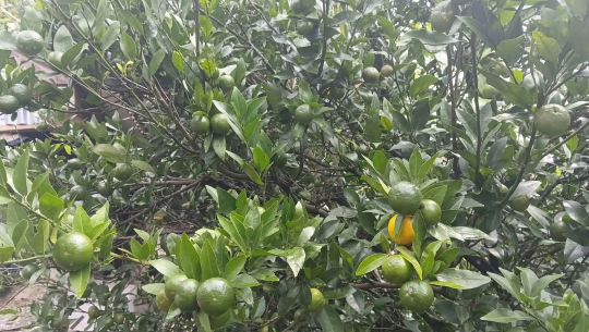 सुन्तलामा रोग लागेपछि किसान चिन्तामा