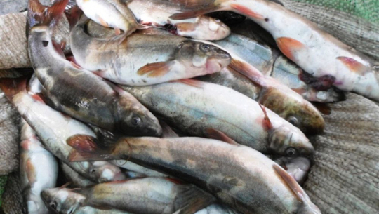 कञ्चनपुरबाट भन्सार छलीको माछा बरामद 