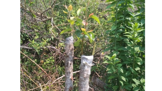 बाजुरामा एक लाख जंगली मेलका बोटमा नास्पाती कलमी गरिने