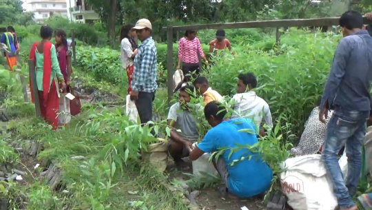 कैलालीमा विरुवा उत्पादन र वितरणमा आर्थिक अनियमितता