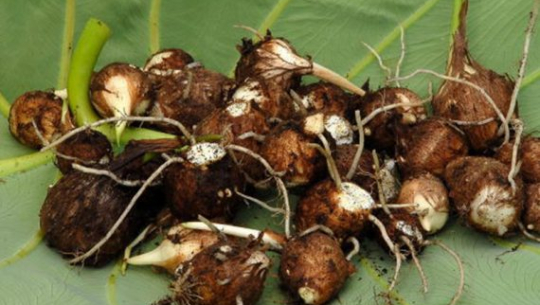 डोटीमा अदुवाभन्दा पिँडालु महँगो