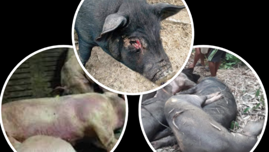 अफ्रिकन स्वाइन फिभरले रित्तियो कैलालीको एक बङ्गुर फार्म