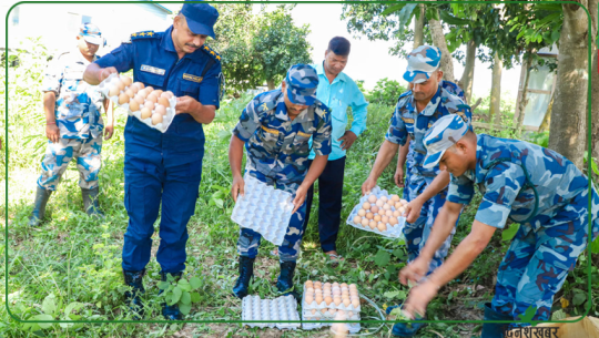 Illegal eggs brought from India seized in Kailali, destroyed by police