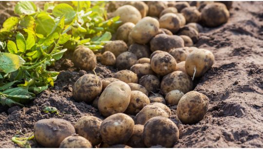 कैलाली, कञ्चनपुरमा आलु र गोलभेँडामा डढुवाको सङक्रमण