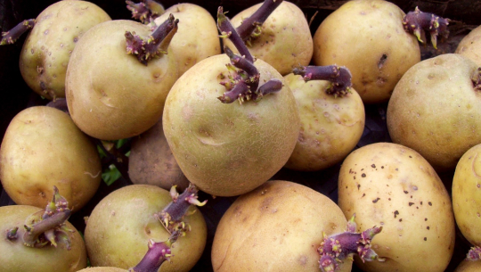 फाइल फोटो