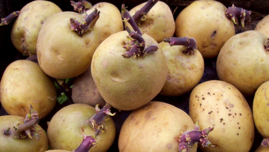 आलुको बीउ अभाव