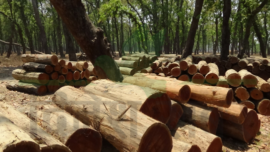 लालझाडी संरक्षीत क्षेत्रमा अनुमती विना दर्जनौँ रुख काटिए, मन्त्री र सासंदको समेत मिलेमतो