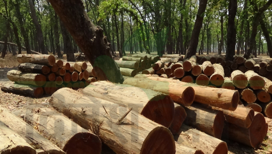 कञ्चनपुरमा पनि वन सम्बन्धीका मुद्दाको चाङ, छ महिनामा ६४ मुद्दा थपिए