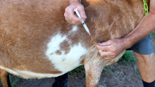 कञ्चनपुरमा बाख्रालाई पीपीआर खोप लगाइयो