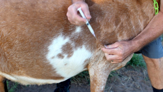 Nearly 10,000 goats vaccinated against PPR in Kanchanpur