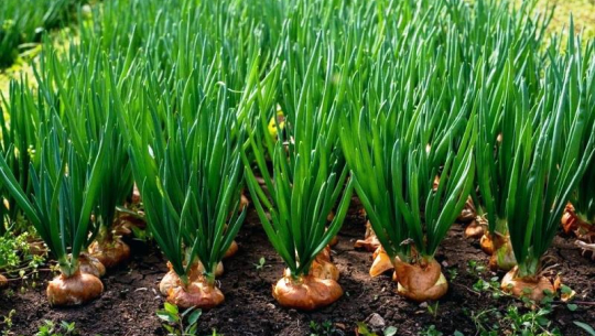 व्यावसायिक प्याज खेती सुरु