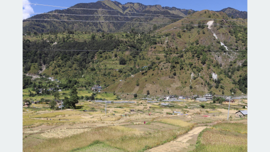 दसैँको चहलपहल बढे पनि बाजुराका किसान धान भित्र्याउन व्यस्त