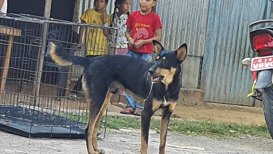 डोटीमा घरपालुवा कुकुरमा रेबिज पुष्टी