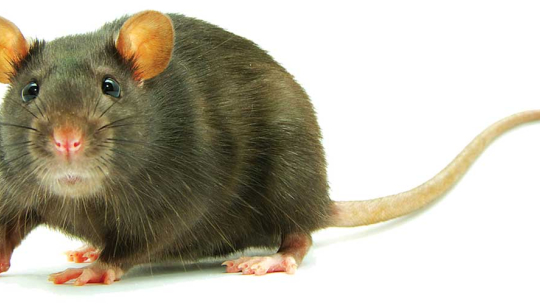 काउकुती लगाउँदा मुसा पनि हाँस्छ